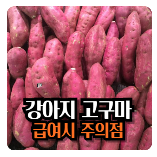 강아지-고구마