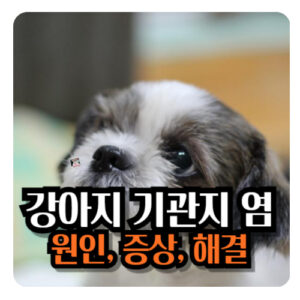 강아지-기관지염