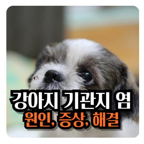 강아지-기관지염