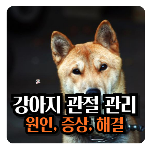 강아지-관절