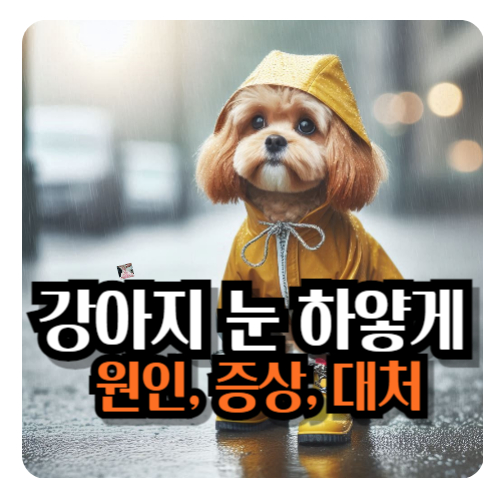 강아지-눈-하얗게