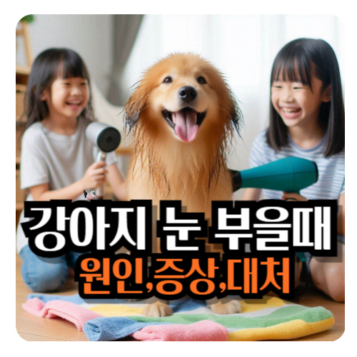 강아지-눈-부었을-때