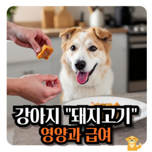 강아지-돼지고기-영양-급여