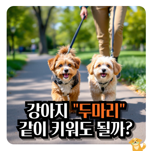 강아지-두마리-키우기