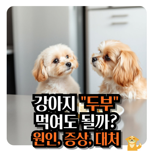 강아지-두부-먹여도-될까요