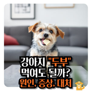강아지-두부-먹여도-될까요