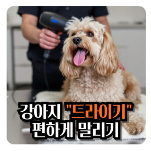 강아지-드라이기-말리기