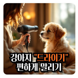 강아지-드라이기-말리기