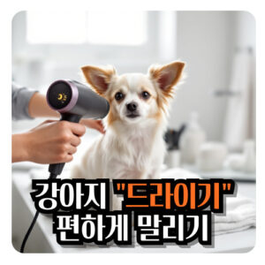 강아지-드라이기-말리기