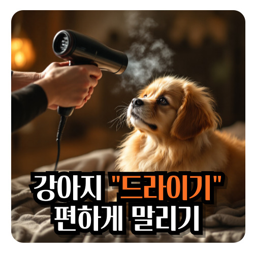 강아지-드라이기-말리기