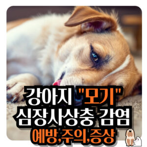 강아지-모기-심장사상충