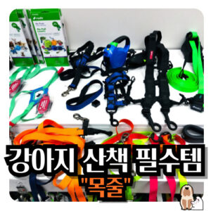 강아지-목줄-산책-필수품
