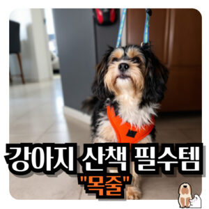 강아지-목줄-산책-필수품
