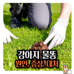 강아지-물똥