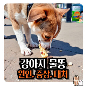 강아지-물똥