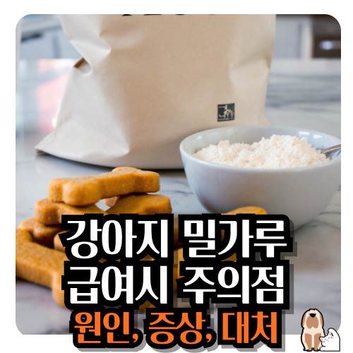 강아지-밀가루-급여시-주의점