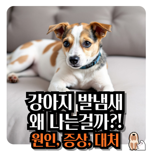 강아지-발-냄새