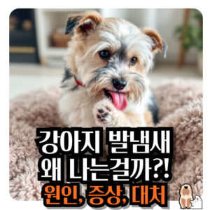 강아지-발-냄새