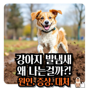 강아지-발-냄새