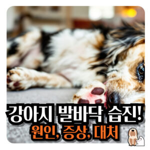 강아지-발바닥-습진