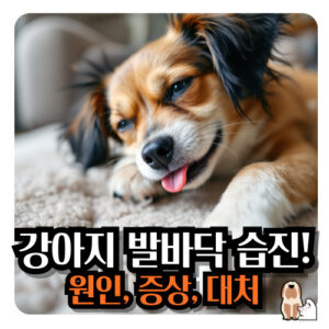 강아지-발바닥-습진
