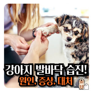 강아지-발바닥-습진