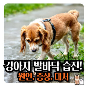 강아지-발바닥-습진