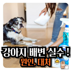 강아지-배변실수