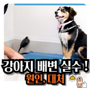 강아지-배변실수