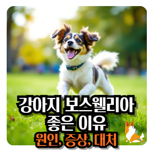강아지-보스웰리아