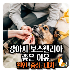 강아지-보스웰리아