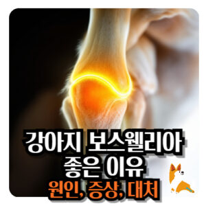 강아지-보스웰리아