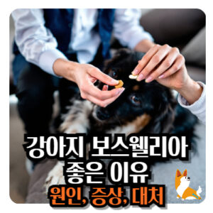 강아지-보스웰리아