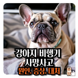 강아지-비행기-사고