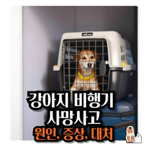 강아지-비행기-사고