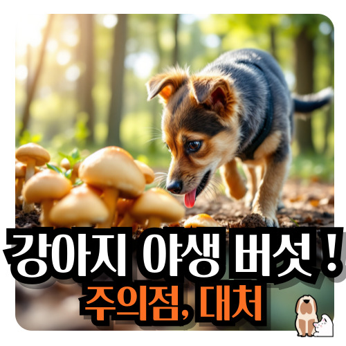 강아지-야생버섯-주의점