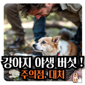 강아지-야생버섯-주의점