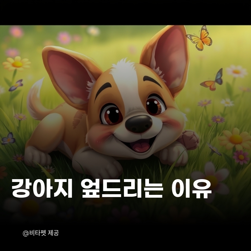 강아지-엎드리는-이유