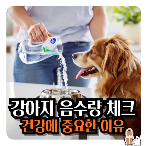 강아지-음수량-체크