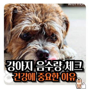 강아지-음수량-체크