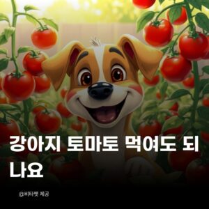 강아지-토마토