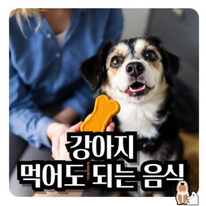 강아지-먹어도-되는-음식