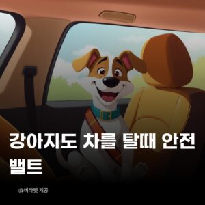 감아지-자동차-탈때-안전밸트