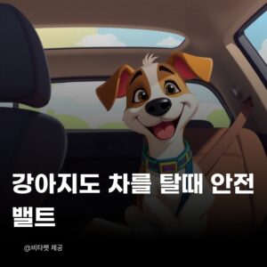감아지-자동차-탈때-안전밸트