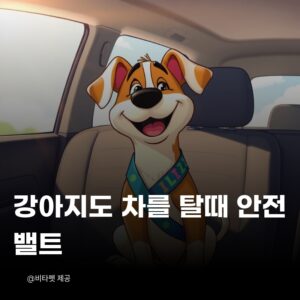 감아지-자동차-탈때-안전밸트