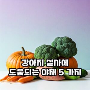 강아지-설사
