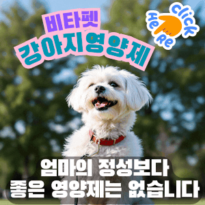 비타펫-강아지-영양제-유산균